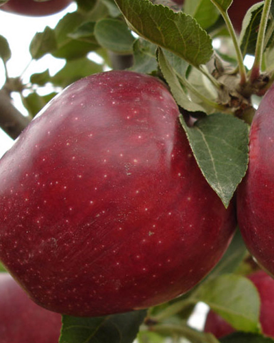 trukey-red-deilicious-apple